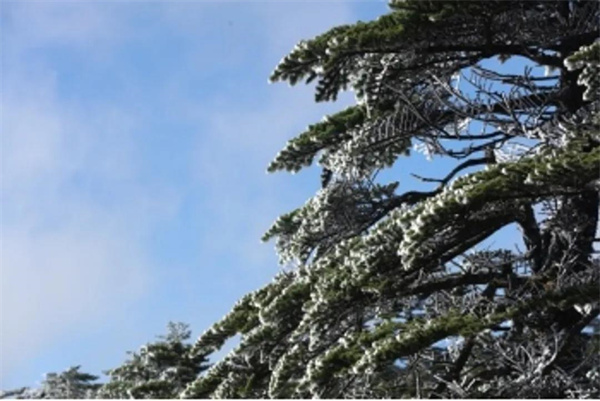 云南轎子雪山現絕美霧凇！